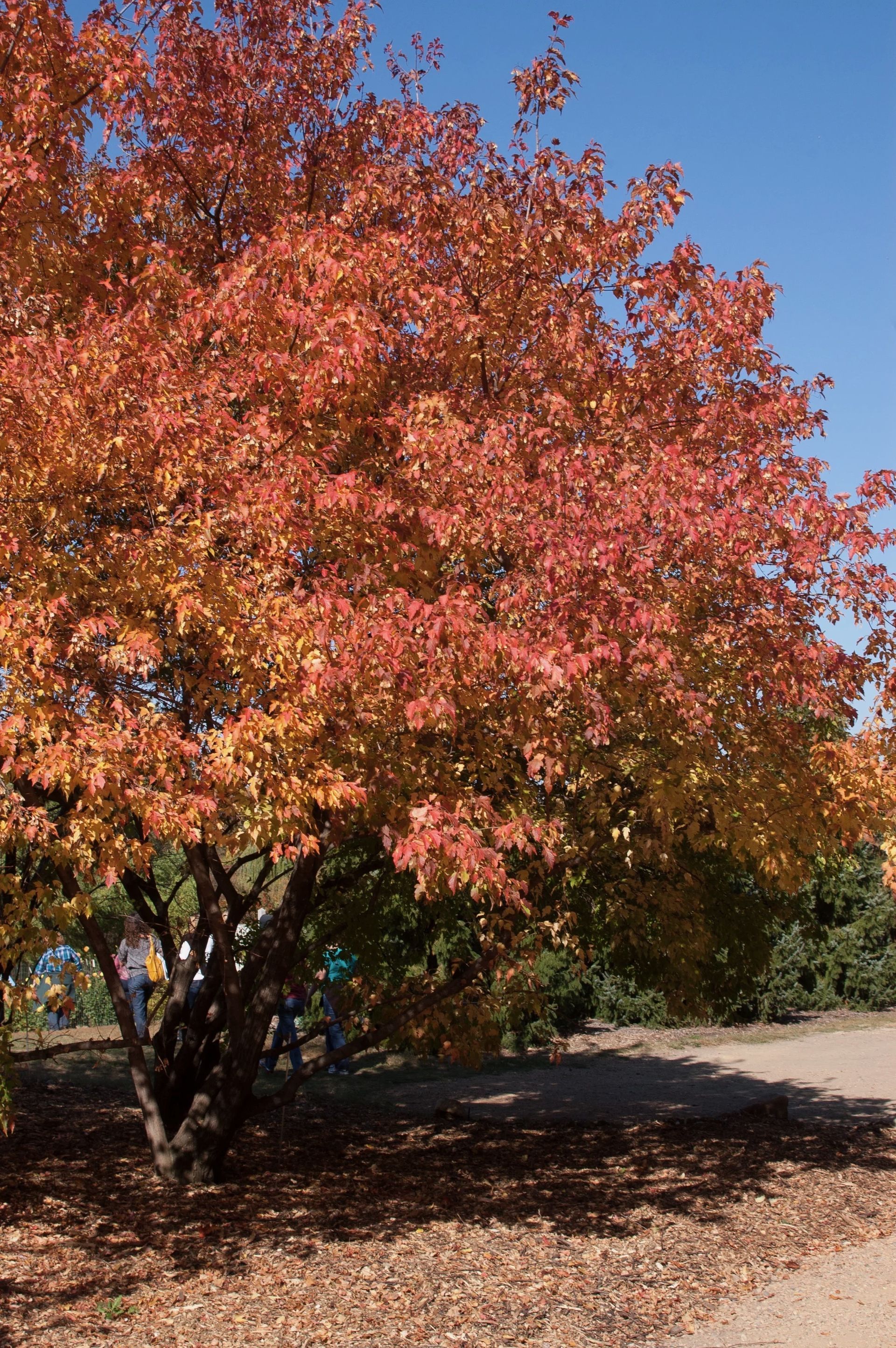 Large tree with red-orange autumn leaves in a sunny yard under a clear blue sky