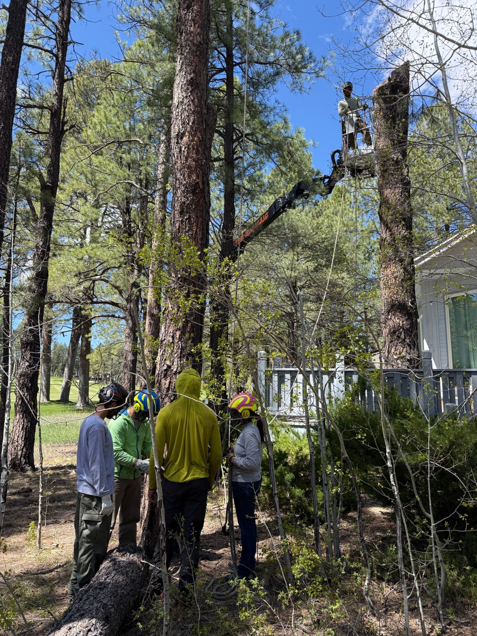 Workers trimming a tall tree near a house in a wooded yard