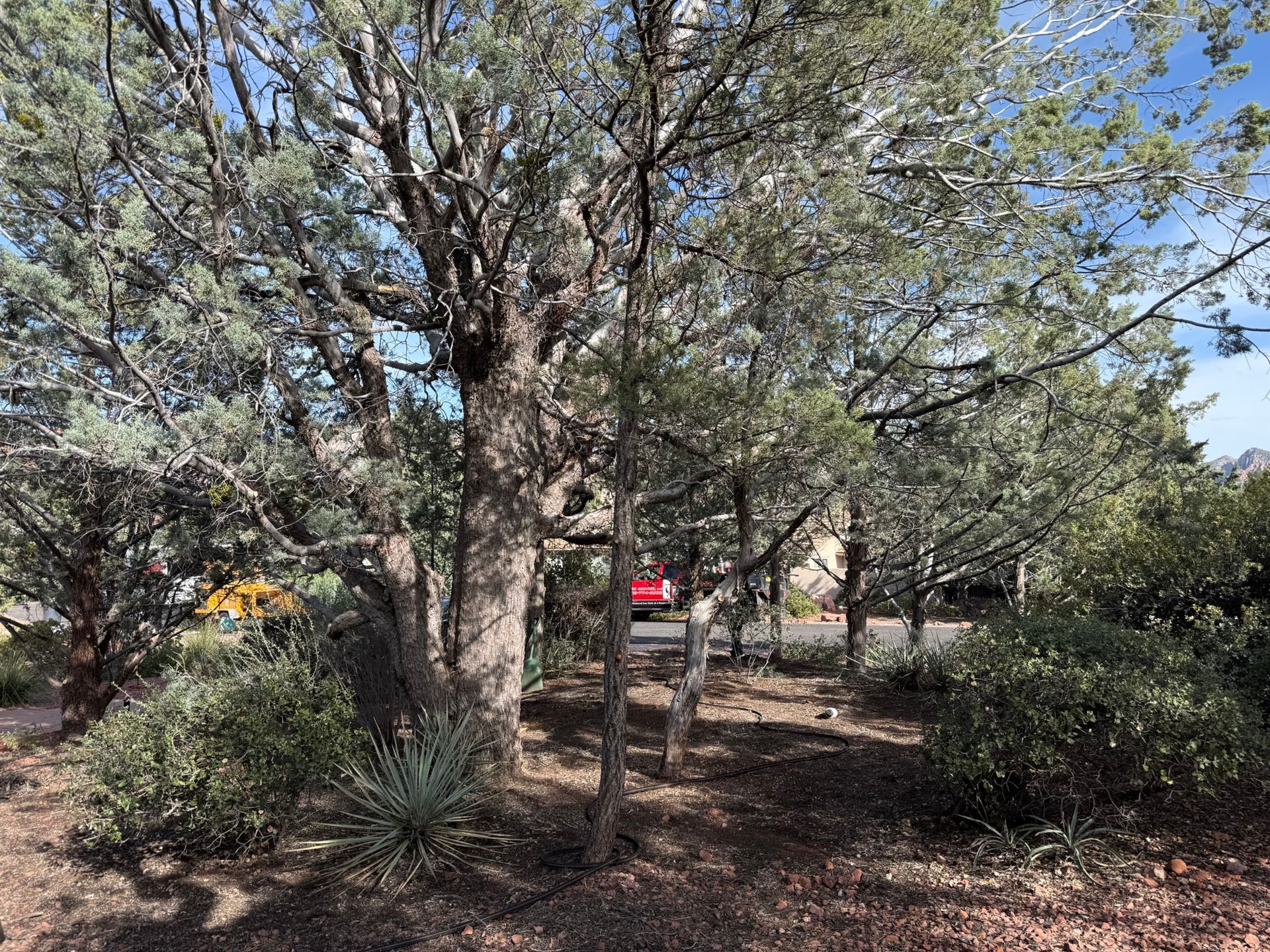 Tree-filled yard with a wooden fence, bushes, and a red car in the background under a blue sky