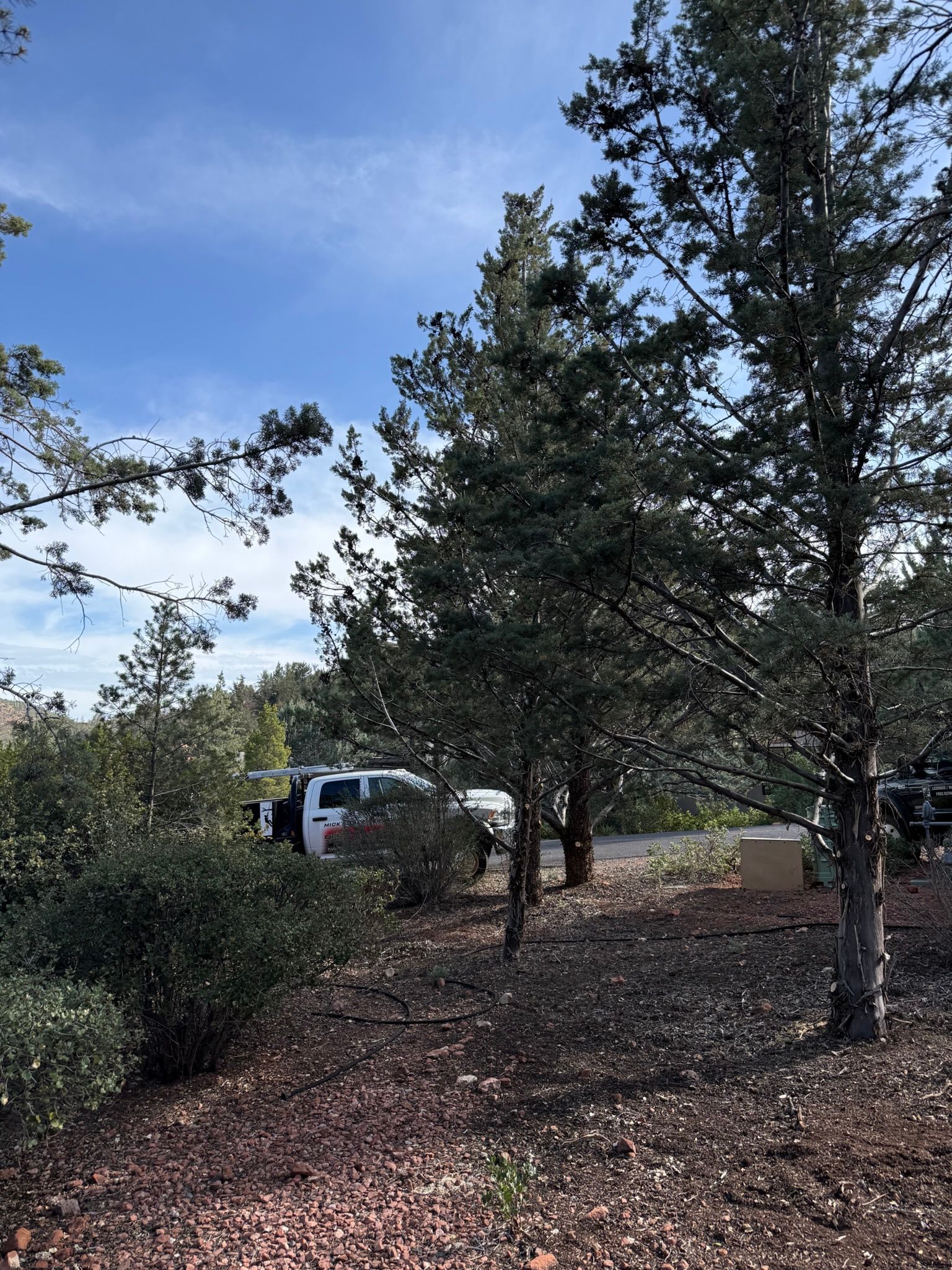 White SUV parked among trees on a leaf-covered lot under a blue sky