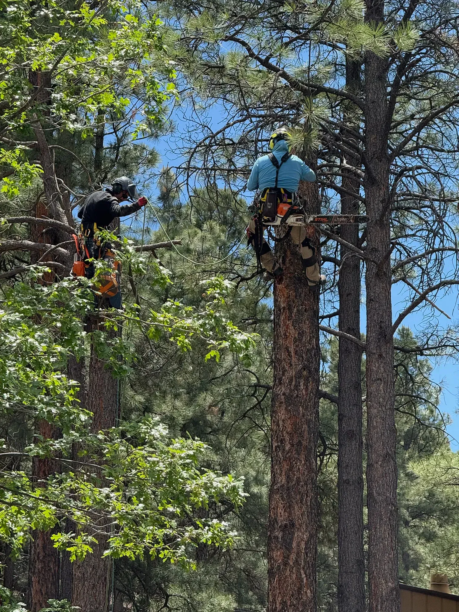 Two climbers in harnesses ascend tall pine trees in a forest canopy
