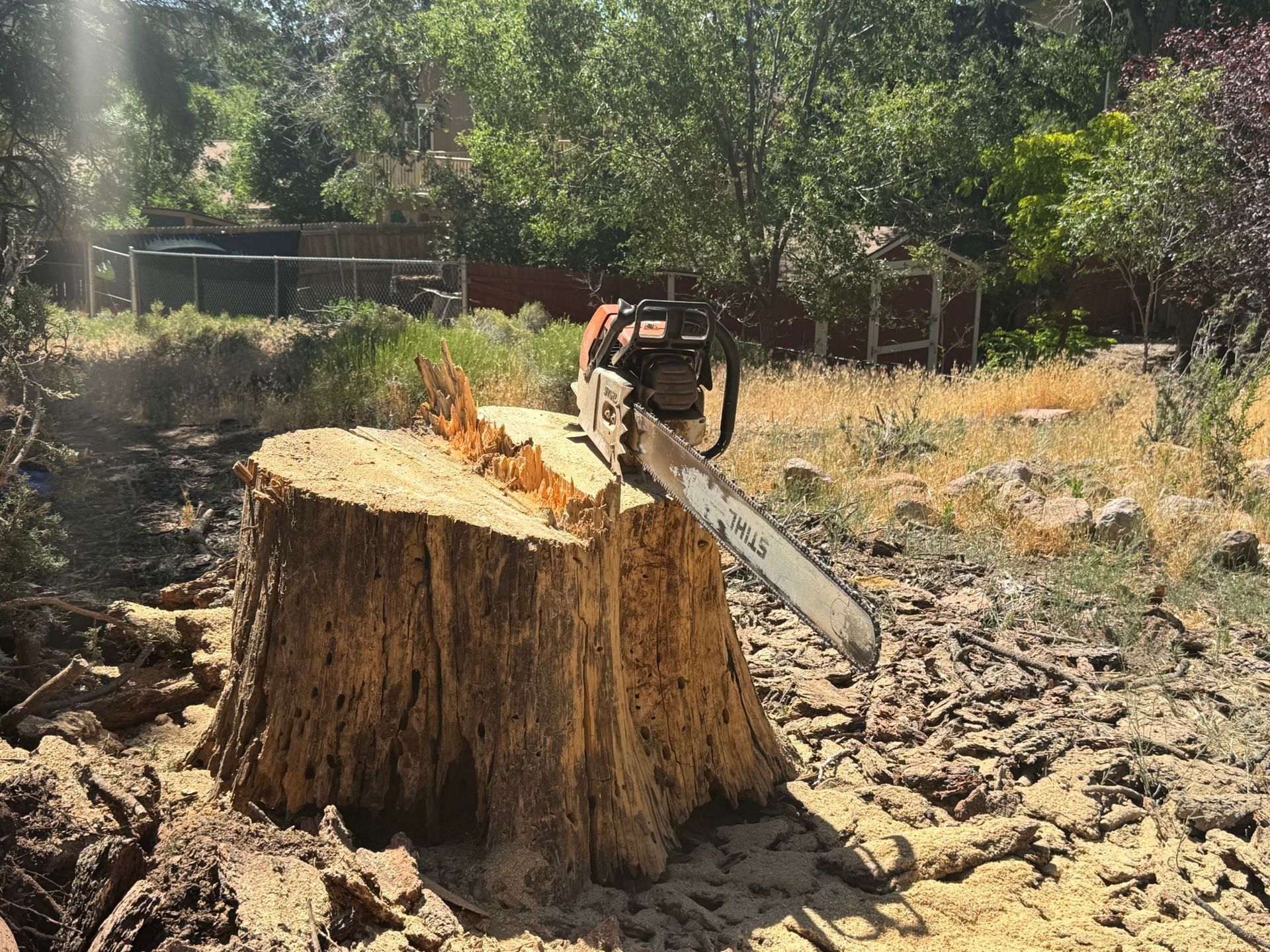 Chainsaw cutting a large tree stump in a dry, wooded area