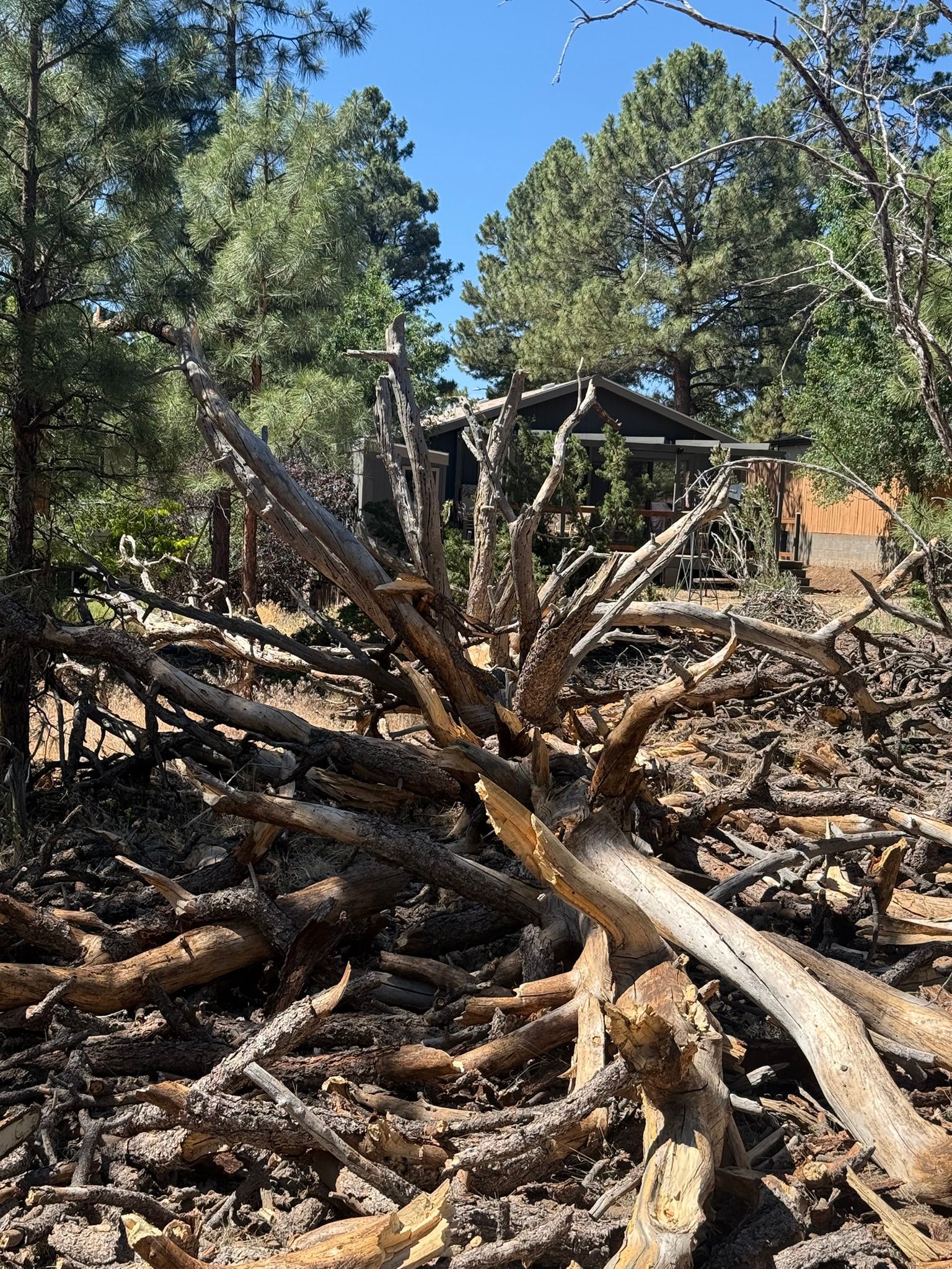 Piled fallen tree limbs and logs in a wooded area, with a cabin in the background