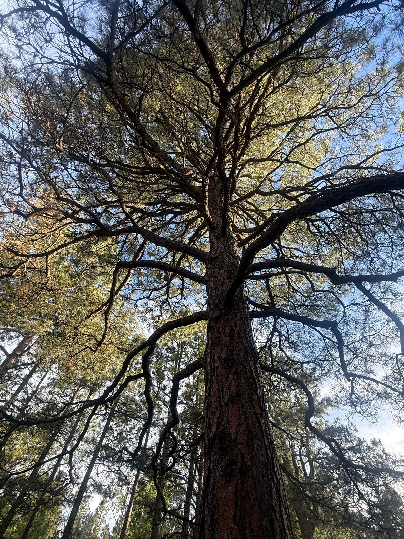 Tall tree viewed from below, with dark trunk and spreading branches against a bright sky