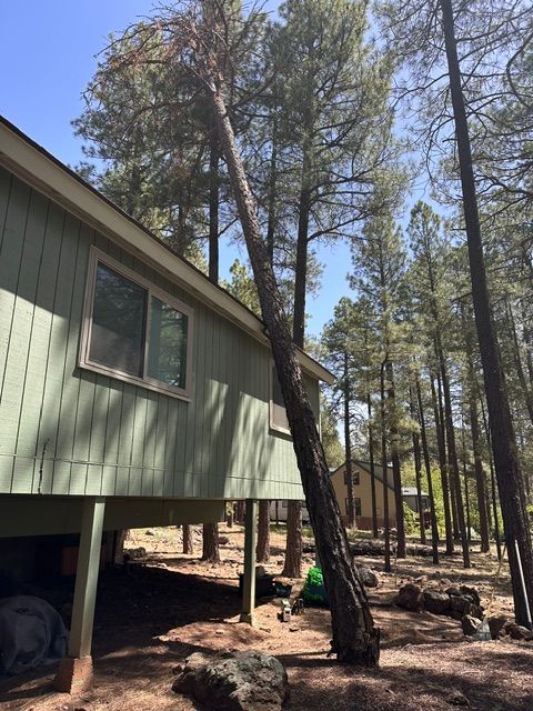 Cabin with a leaning pine tree beside it in a wooded forest clearing