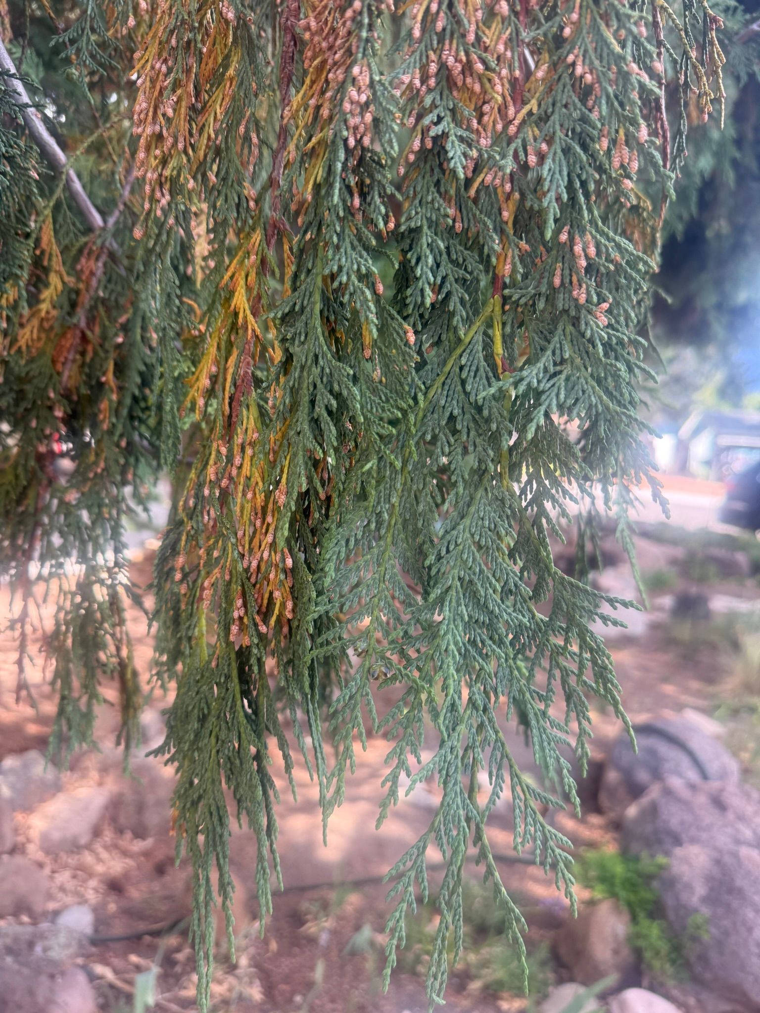 Drooping green tree branches with orange-red berries over a rocky outdoor path