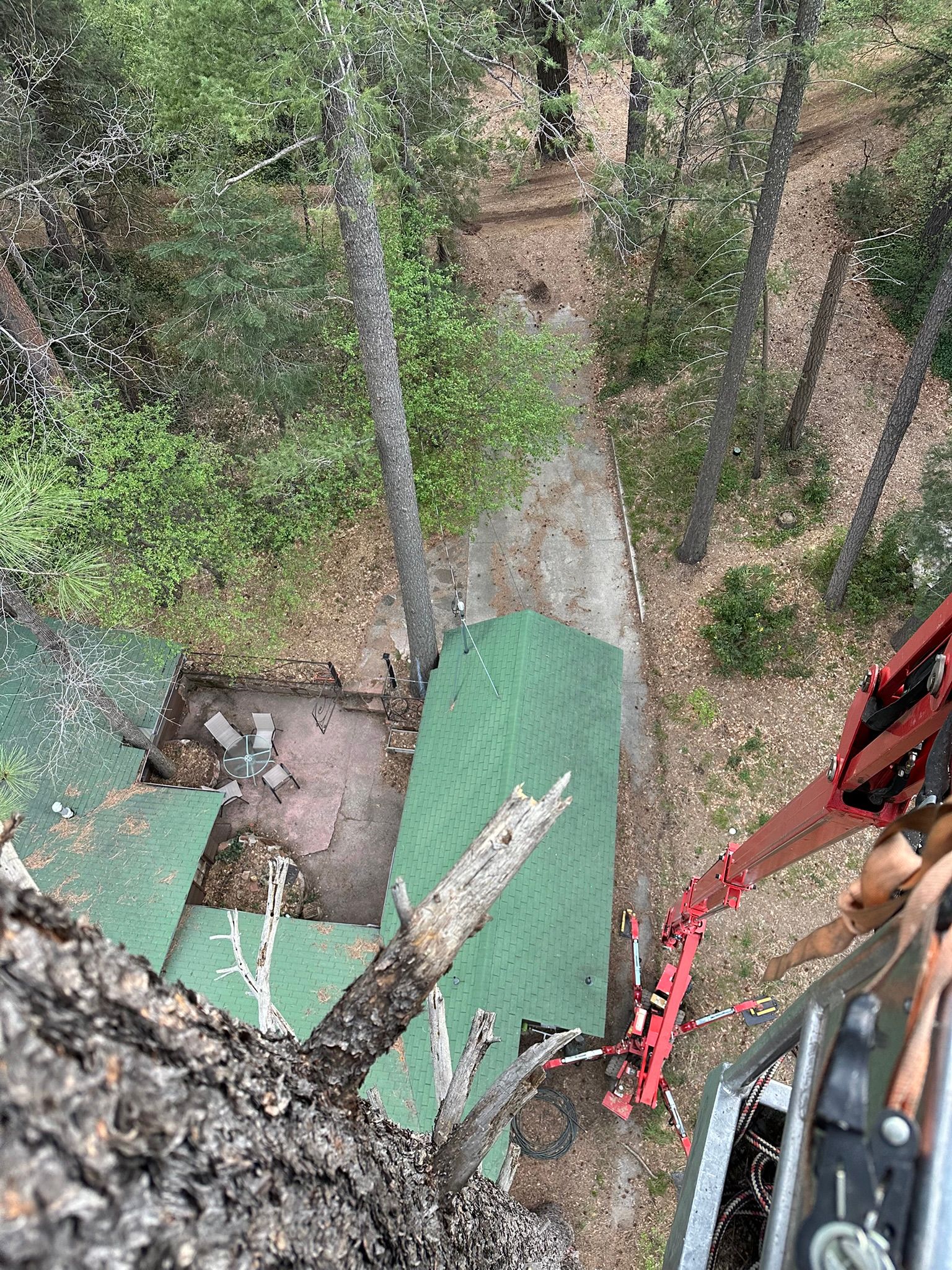 View from a tree platform with green roof, looking down into a wooded area and work equipment below