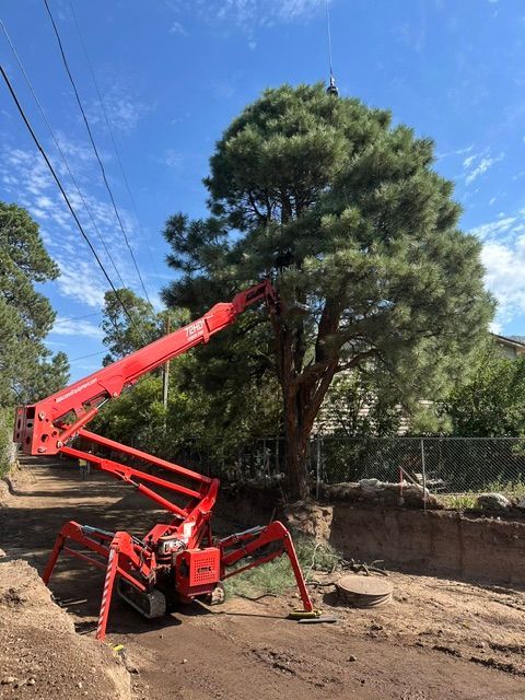 Red cherry picker trimming a tall pine tree beside a fence on a sunny day
