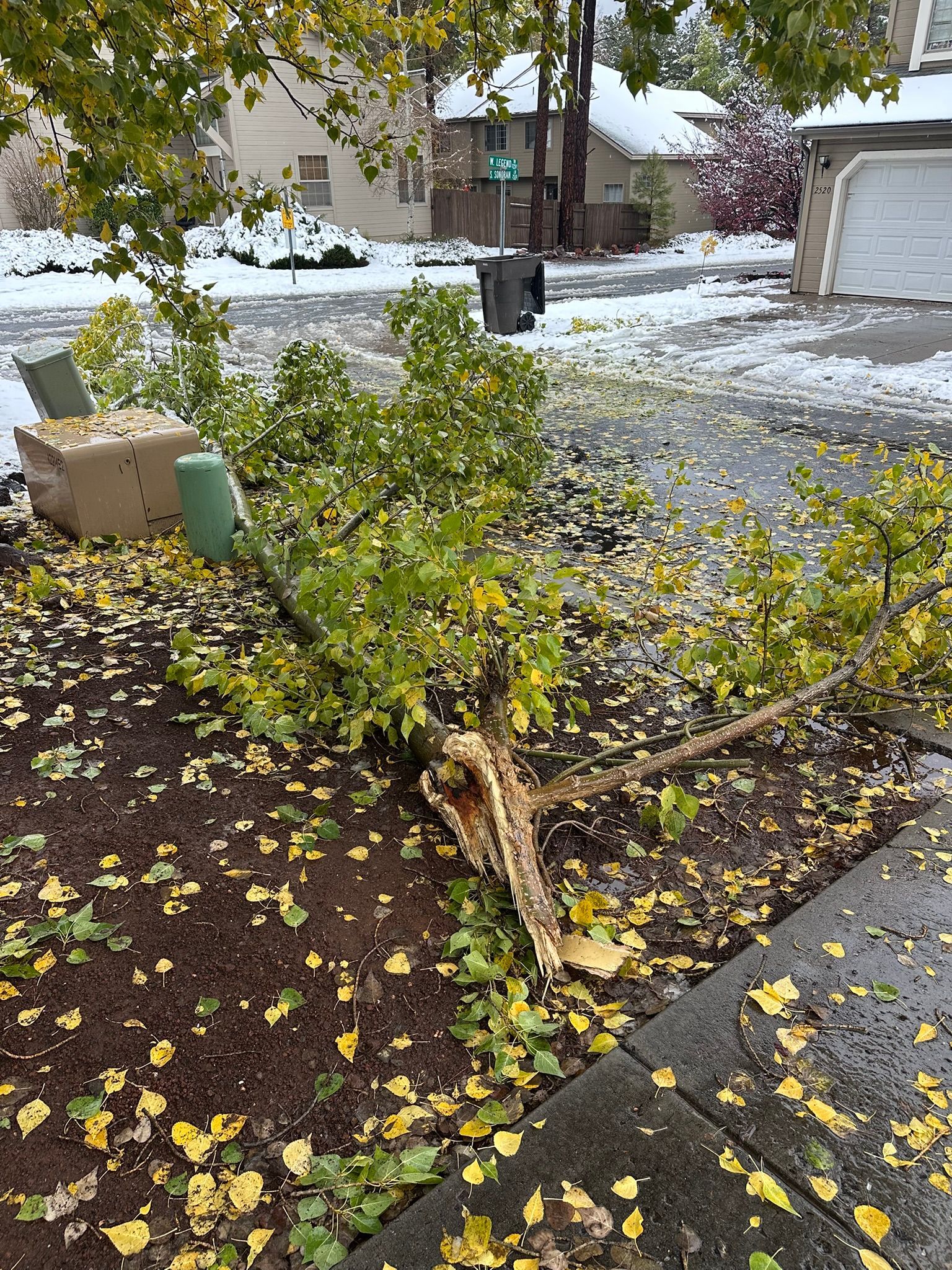 Uprooted shrub lying on wet pavement in a snowy yard, with fallen yellow leaves scattered around.