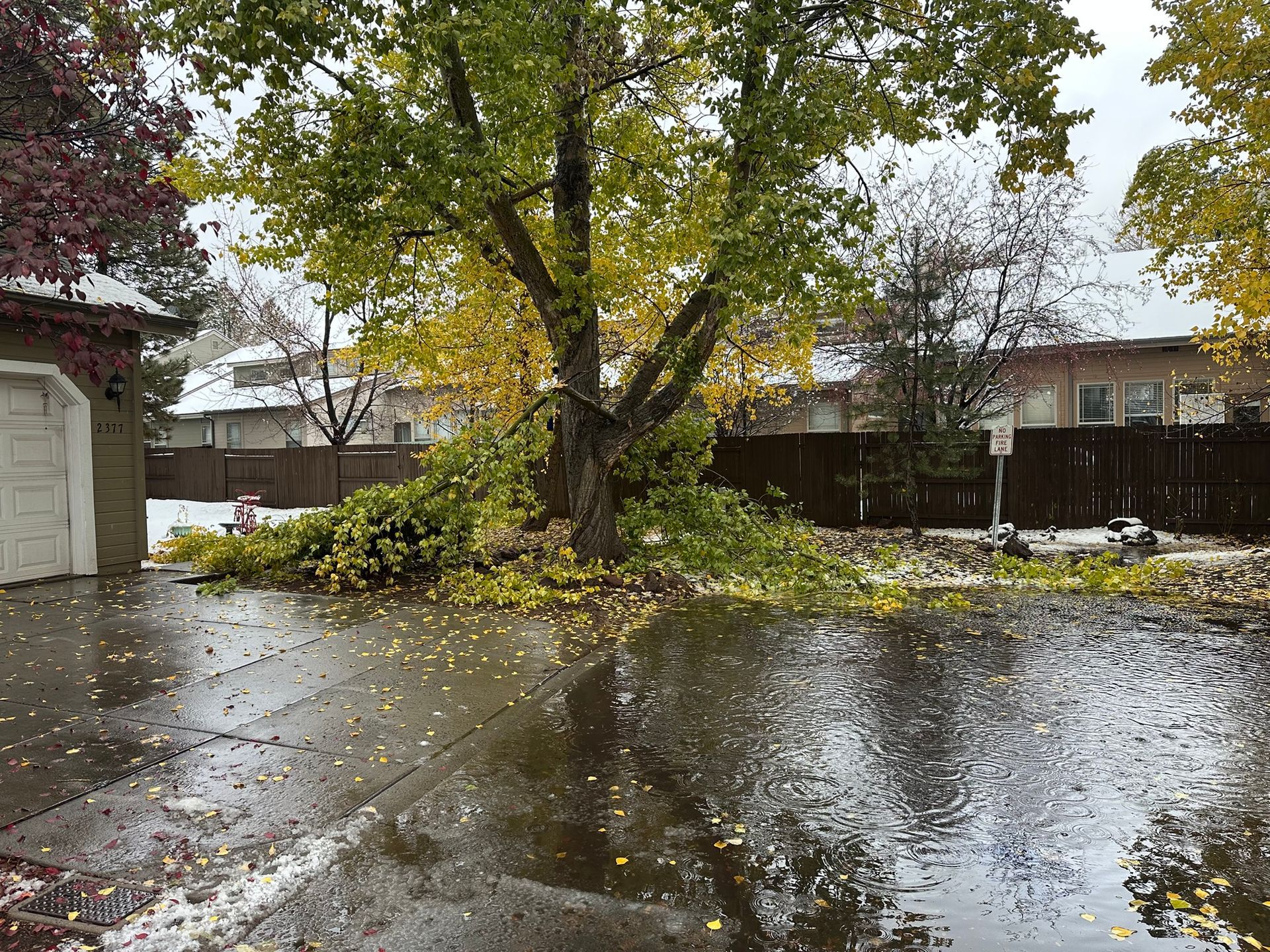 Rain-soaked suburban street with a large tree down across the road and a wet driveway.