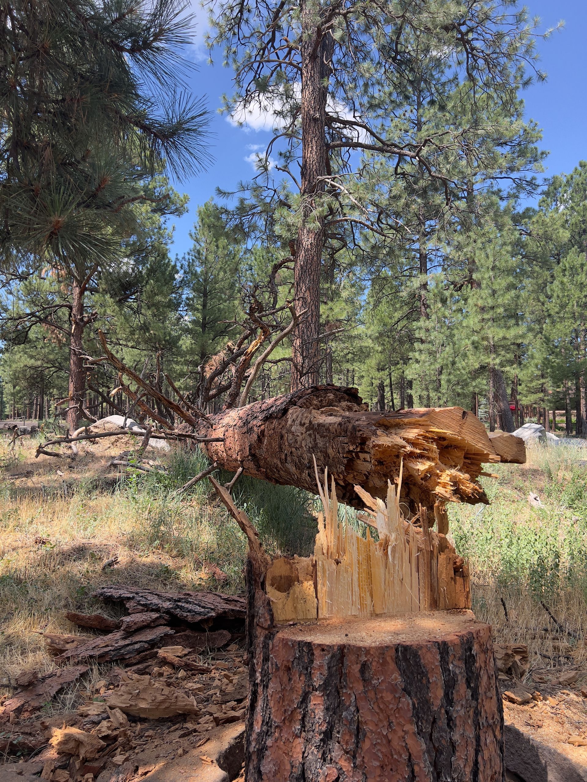 Broken tree stump and shattered trunk in a forest clearing under a blue sky