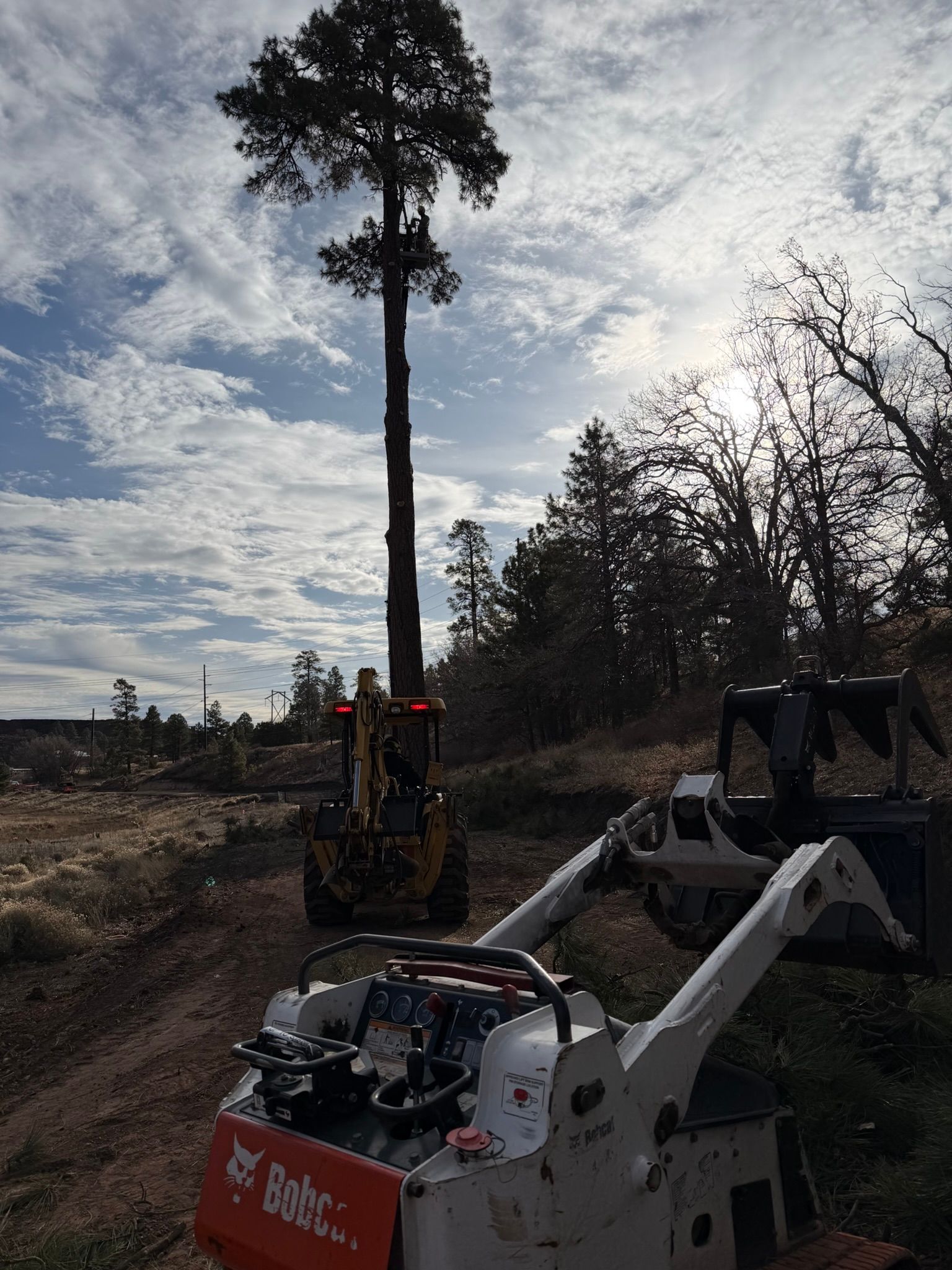 Excavator lifting a tall tree in a wooded clearing under a cloudy sky
