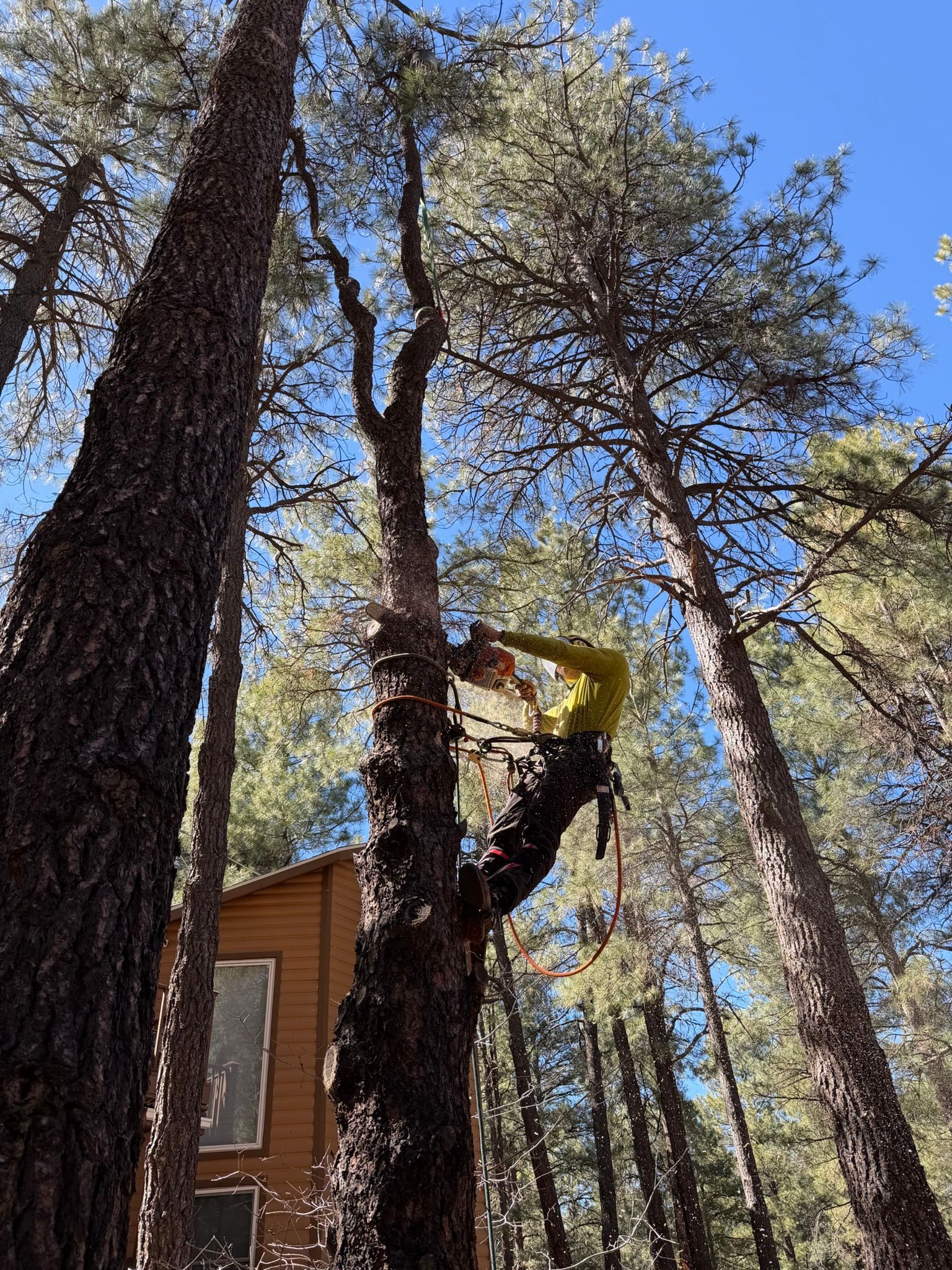 Person climbing a tall tree beside a cabin in a forest under a blue sky