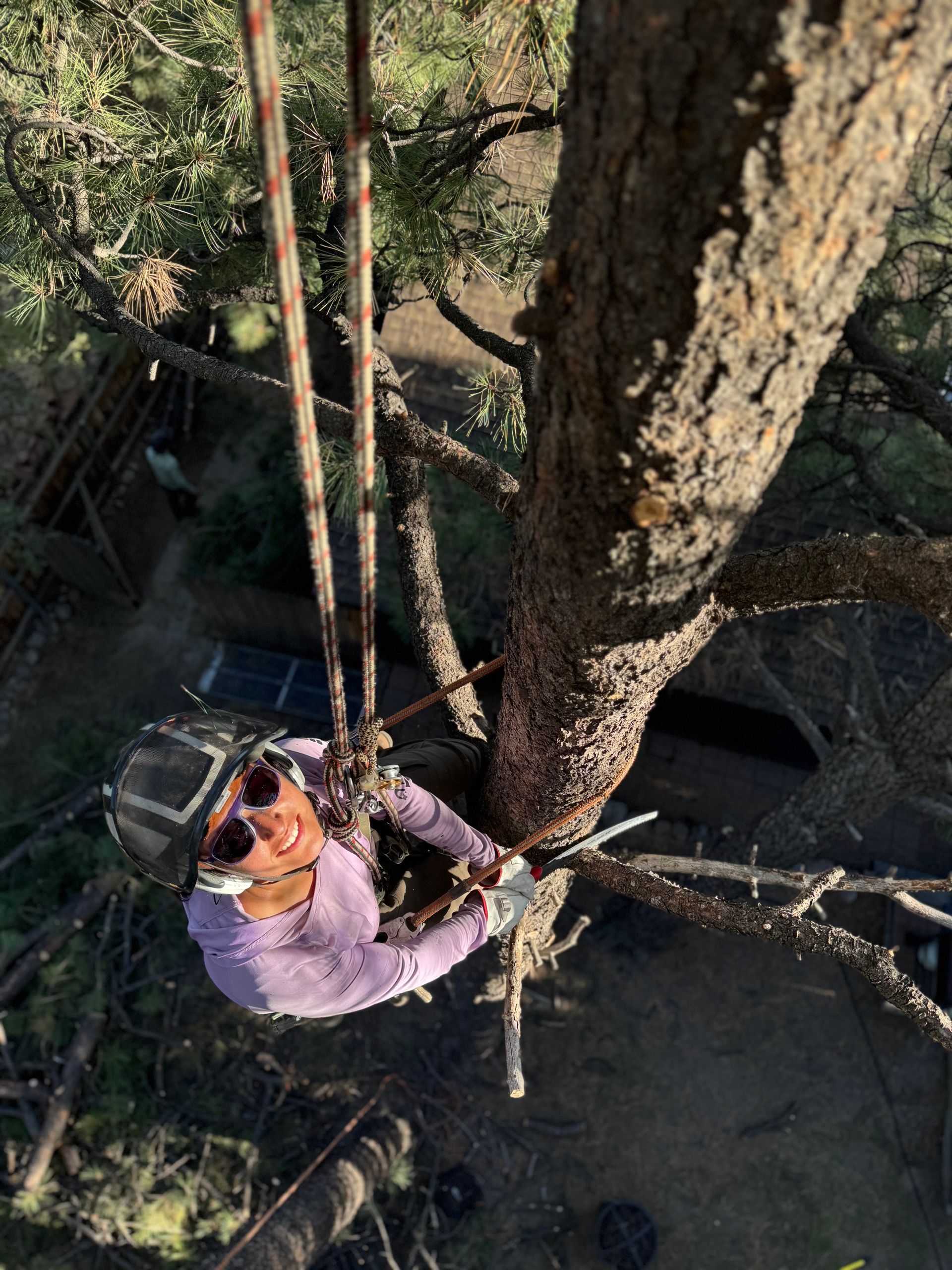 Person climbing a rope structure in a forest canopy, viewed from above, wearing a purple shirt and helmet