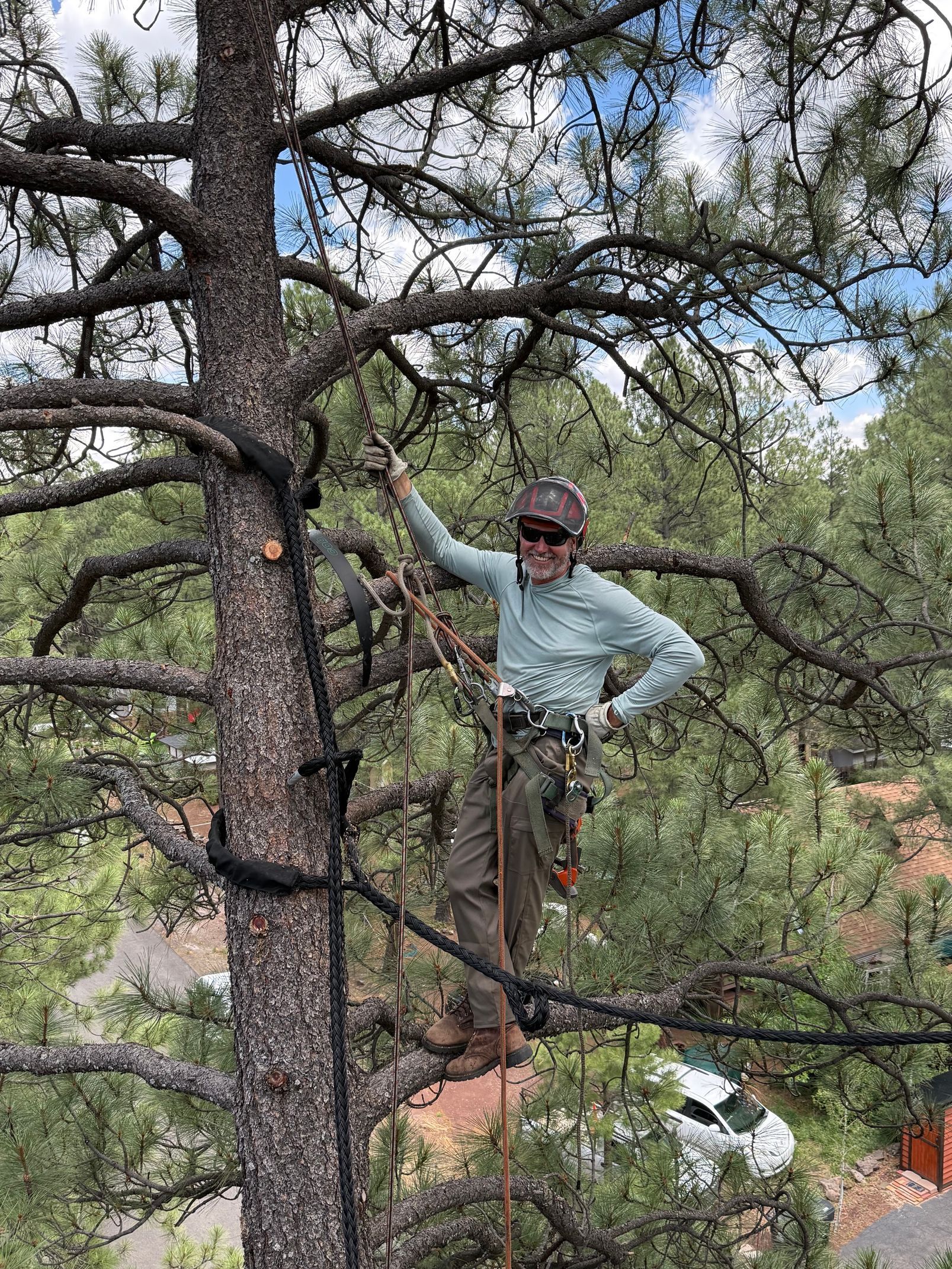 Person standing in a pine tree, wearing a light blue shirt and cap, in a rocky wooded area