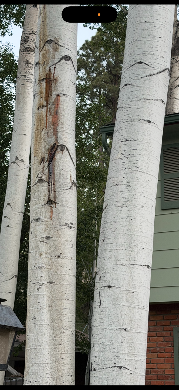 A face mask tied around a tree trunk in a wooded outdoor area.