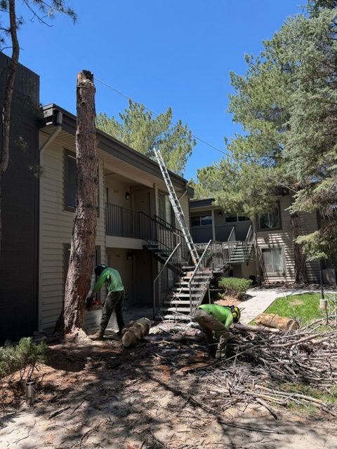 Worker pruning trees beside apartment stairs and balcony in a sunny courtyard