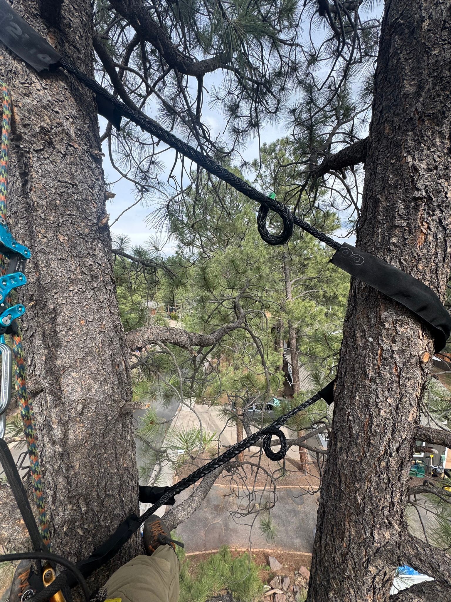 Black ropes strung between pine trees in an outdoor wooded area