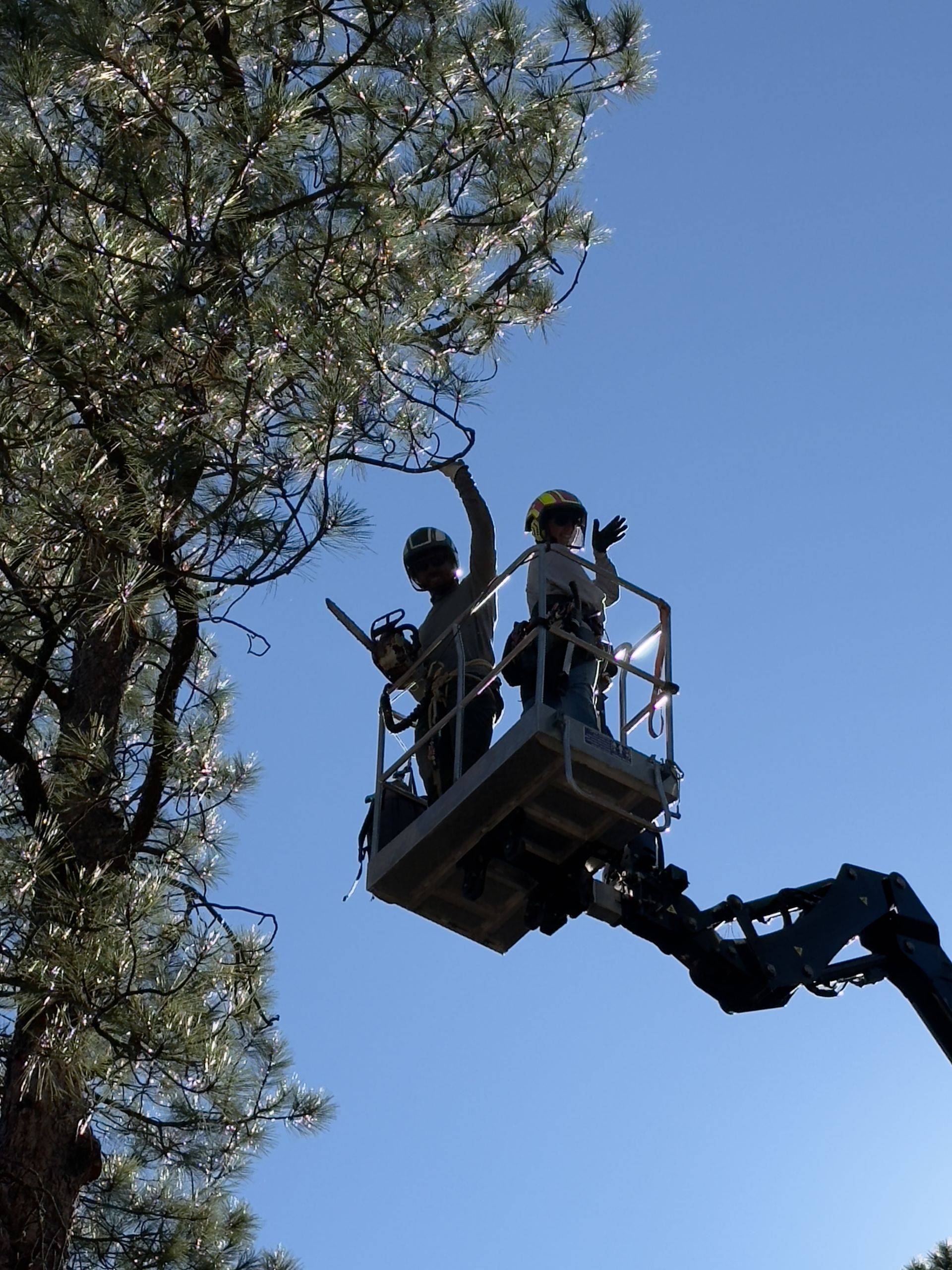 Two workers in a lift trimming tree branches against a clear blue sky