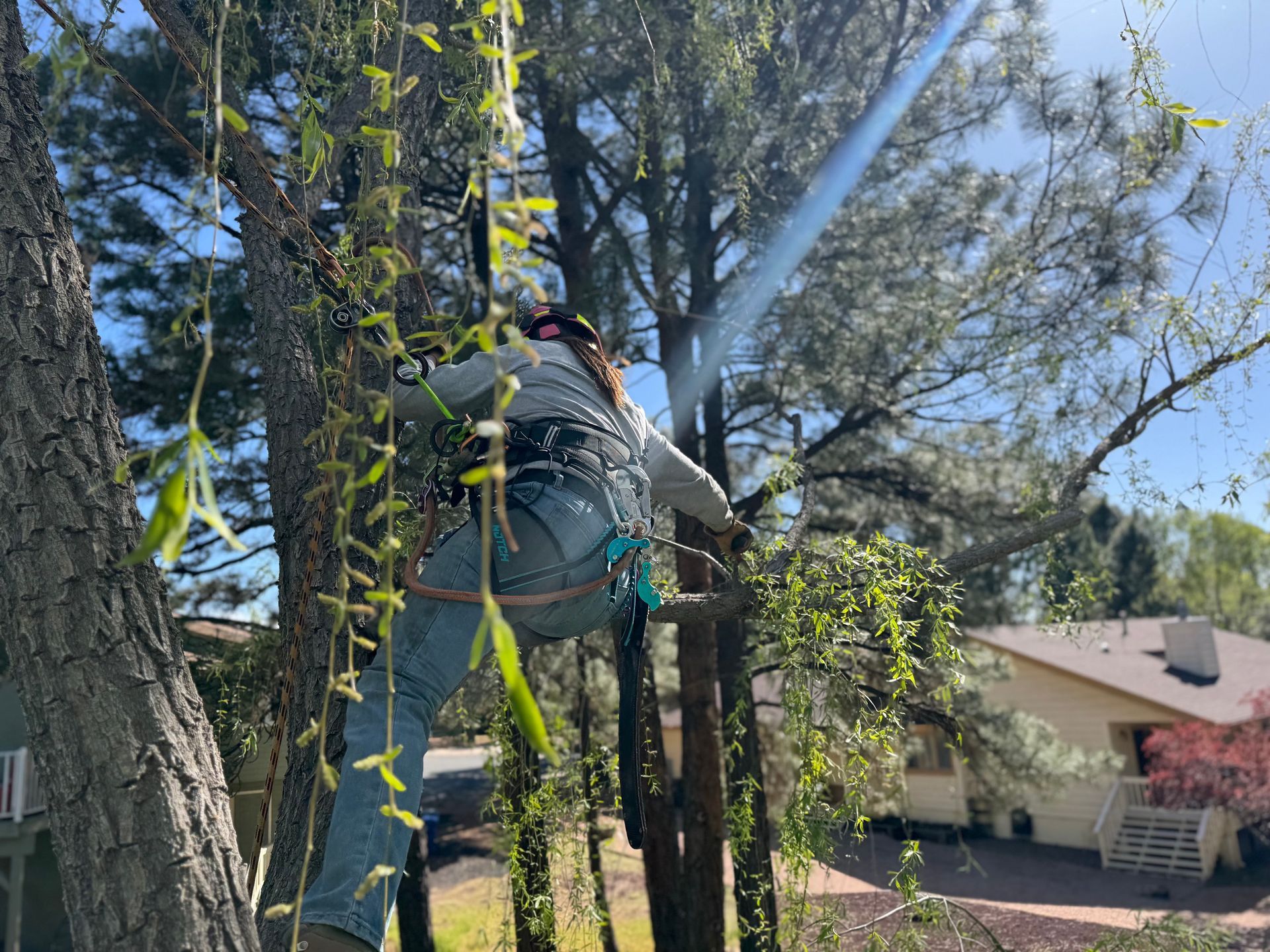 Tree worker on a ladder trimming branches beside a house, with ropes and safety gear.