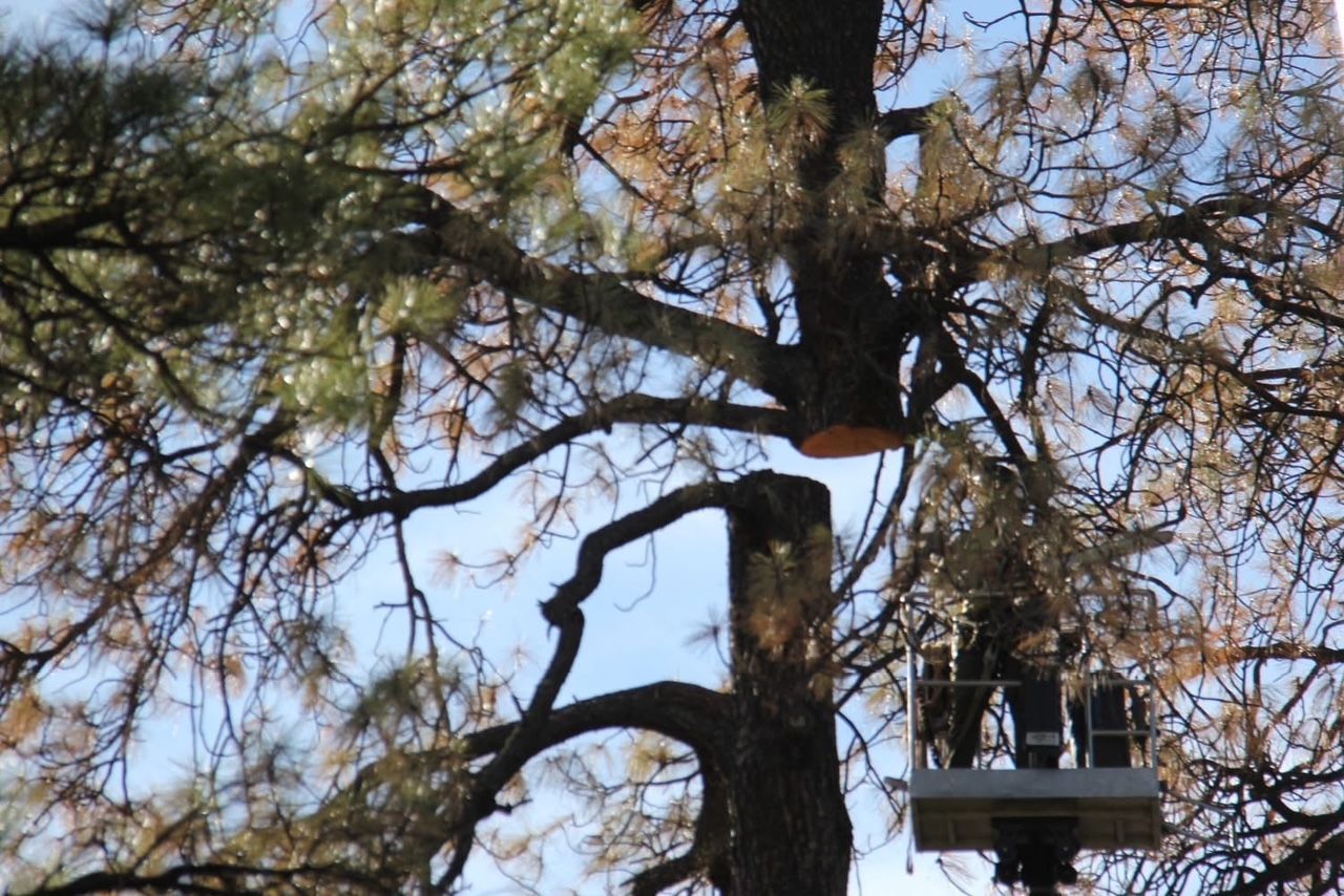 Tree branches against a blue sky with a small utility platform visible at right
