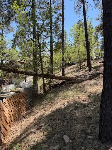 Wooded hillside with tall pine trees, a fallen trunk, and a wooden fence on the left.