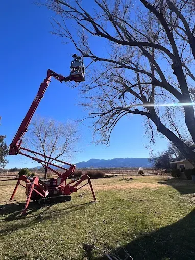 Red crane lift with worker trimming a tall tree in a sunny yard