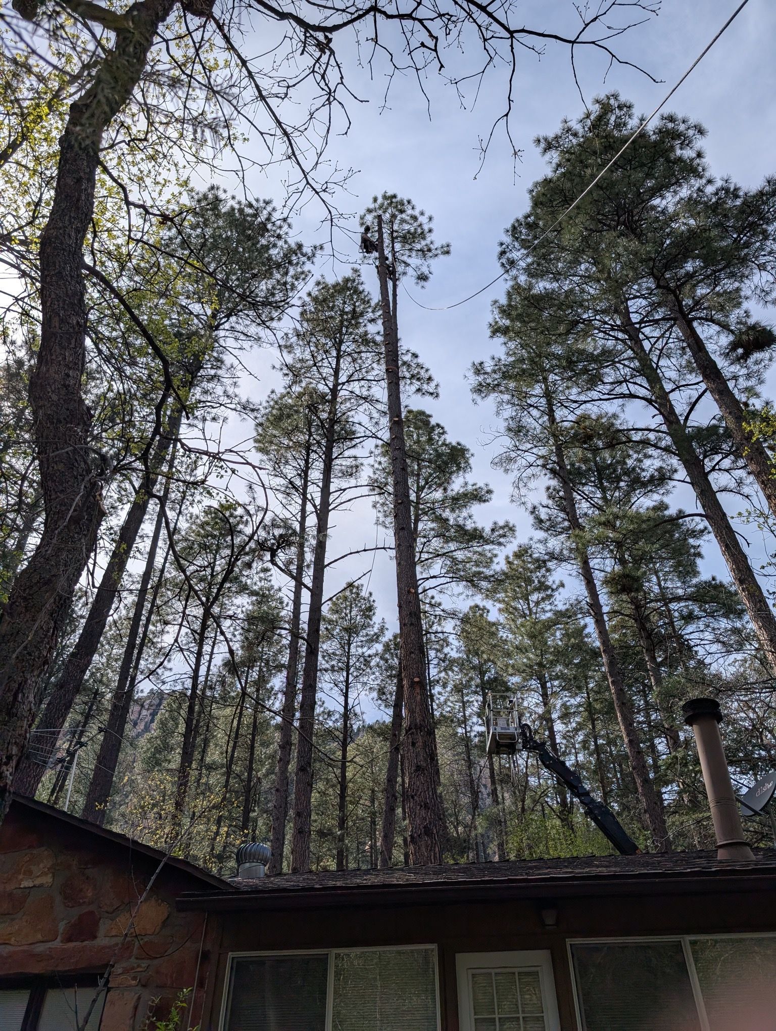 Tall pine trees rise above a cabin roof under a cloudy sky.