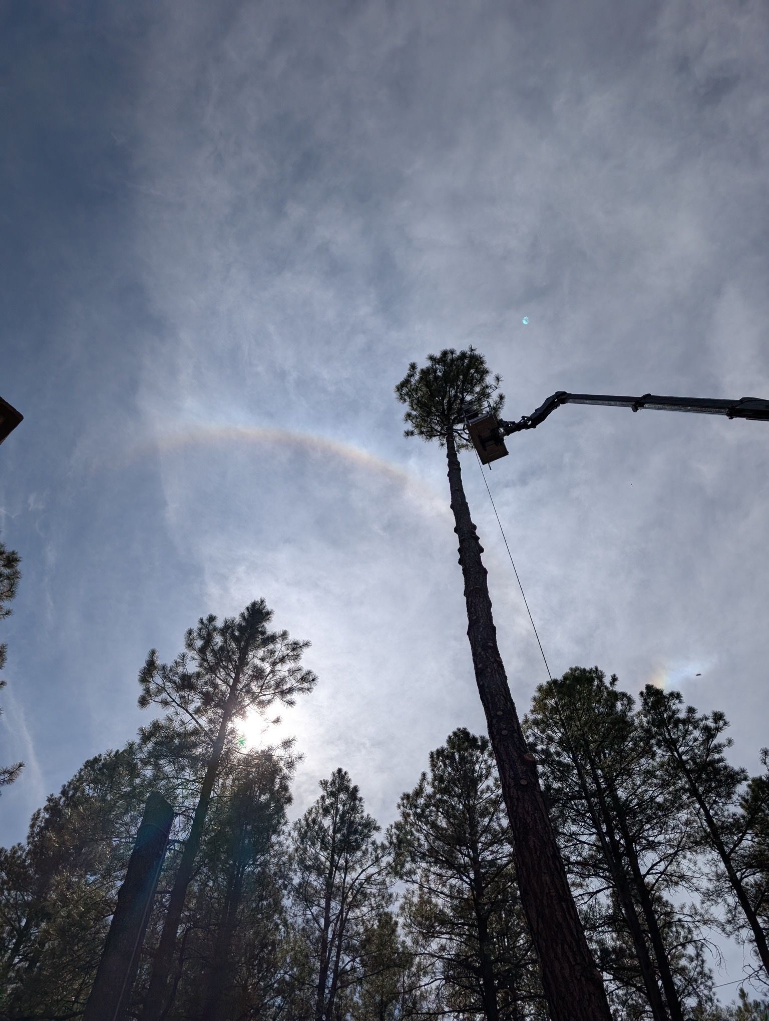 Tall pine trees reaching into a cloudy sky with sunlight and a faint rainbow-like arc above them