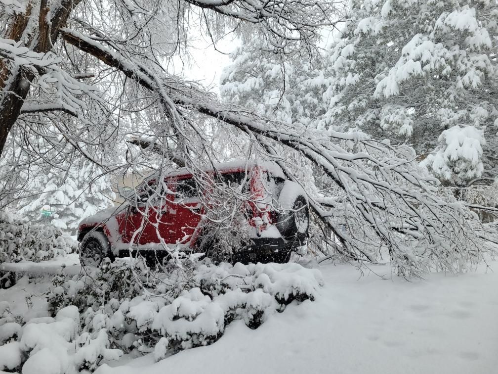 Red car buried in snow under a fallen tree in a snowy forest