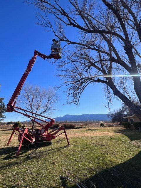 Worker in a red lift trimming a large tree in a grassy field under a clear blue sky