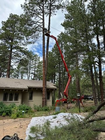 Red crane lifting a tall tree beside a house in a wooded yard