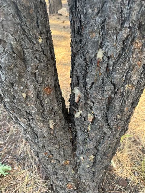 Close-up of a tree trunk with rough dark bark and a split center at ground level