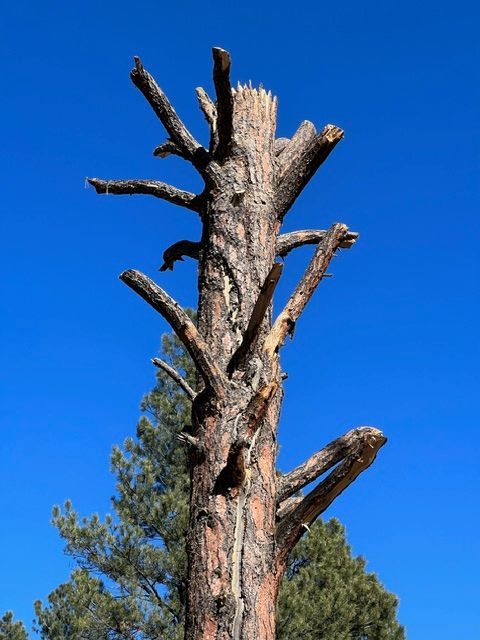 Dead tree trunk with bare branches against a bright blue sky and green pines