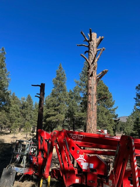 Red tractor lifting a cut tree trunk in a forest under a clear blue sky