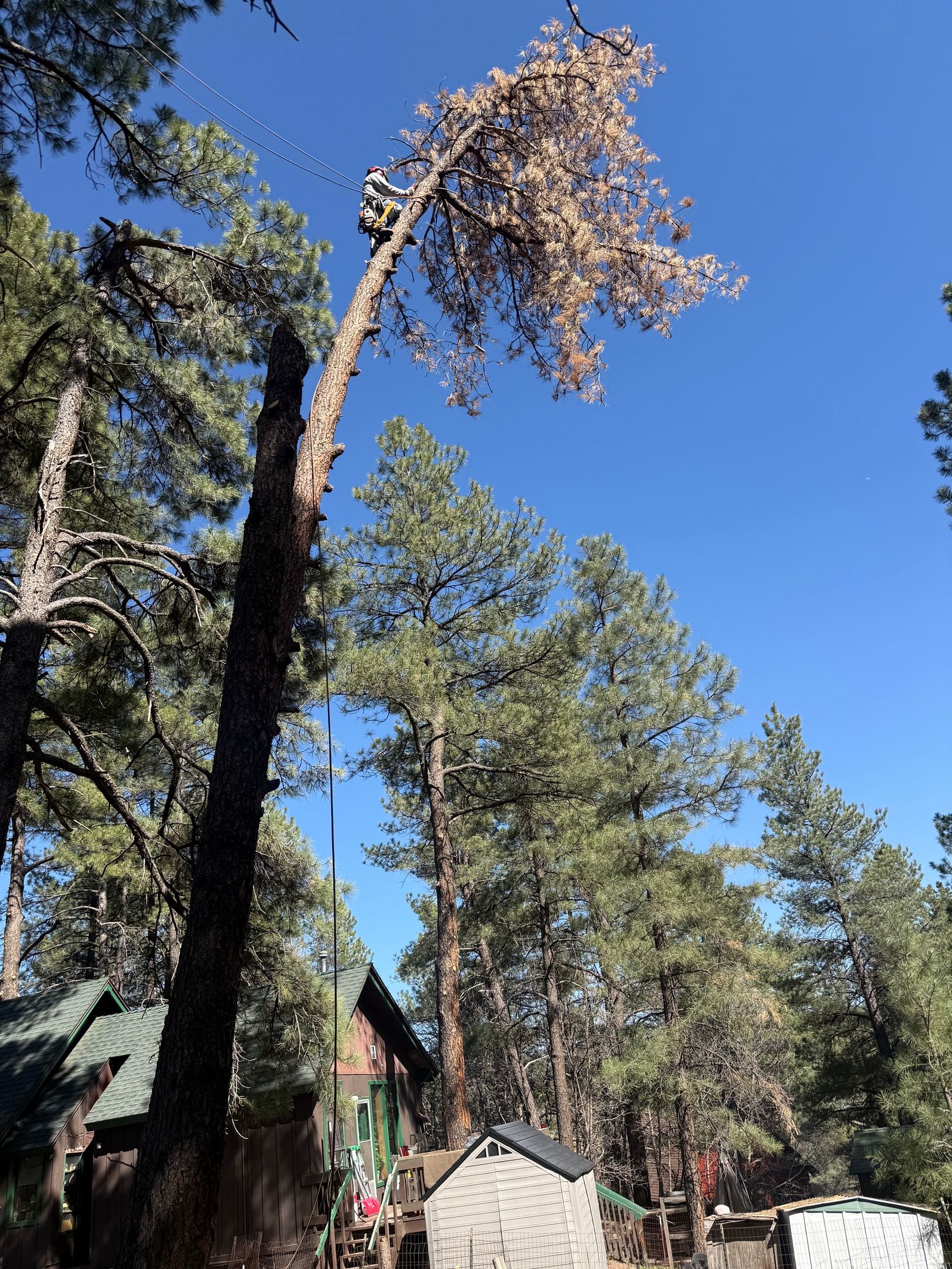 Tall, leaning tree with sparse brown leaves among green pines under a clear blue sky