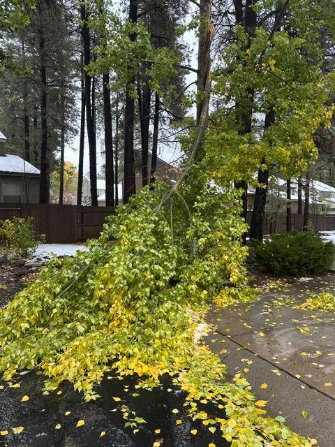 Fallen leafy tree leaning across a wet driveway in a wooded yard after rain
