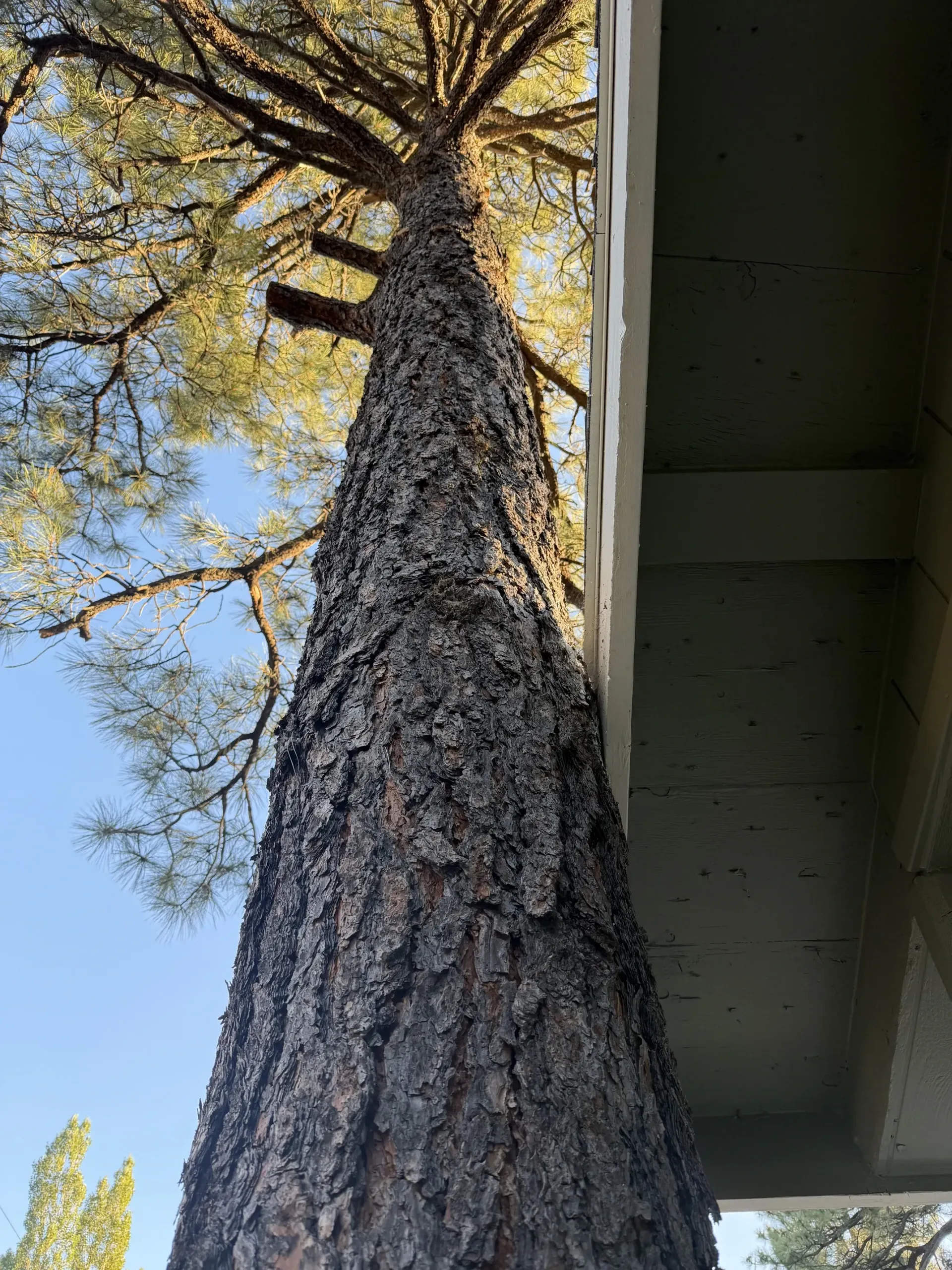 Tall tree trunk reaching into a blue sky beside a building eave, with branches and autumn leaves above