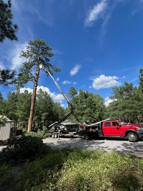 Red tow truck lifting a fallen tree beside a tall pine under a blue sky