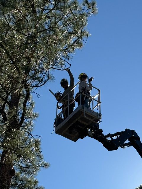 Workers in a lift trimming tree branches against a clear blue sky