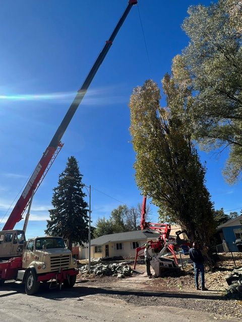 Crane lifting a large tree beside a house, with workers and trucks on a sunny residential street.