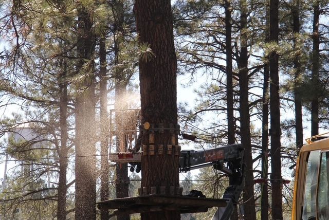 Tree crew working on a tall pine in a wooded area with a bucket lift and chainsaw gear