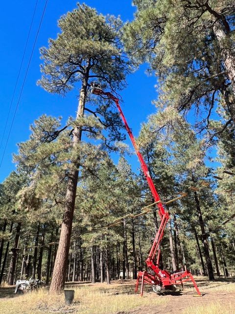 Red crane lifting a tall tree in a forest under a clear blue sky