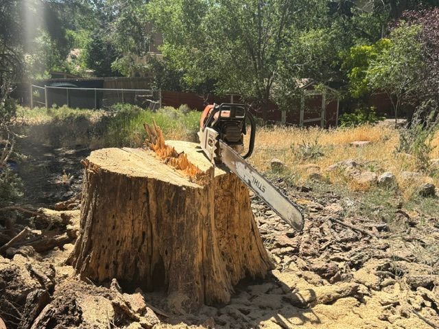 A person uses a chainsaw to cut a large tree stump in a dry, wooded yard.