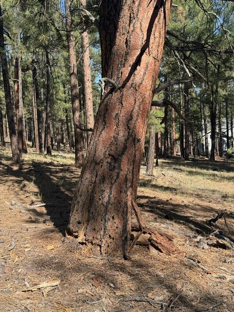 Sunlit forest with tall pine trees and a leaning trunk in the foreground
