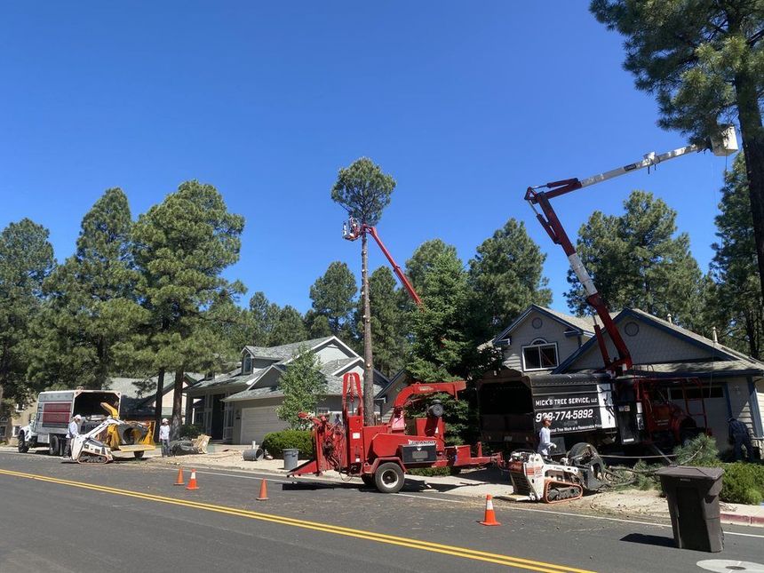 Tree removal work with cranes outside houses on a sunny residential street, cones blocking the road
