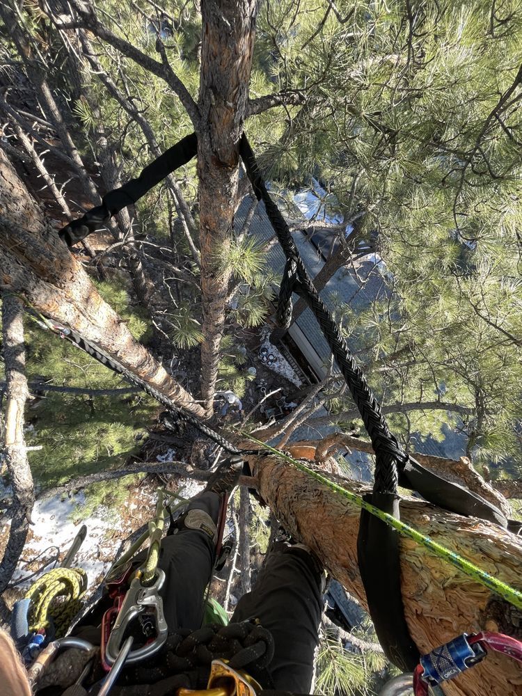 Person in climbing gear suspended in trees, with ropes and harness near a steep outdoor slope.