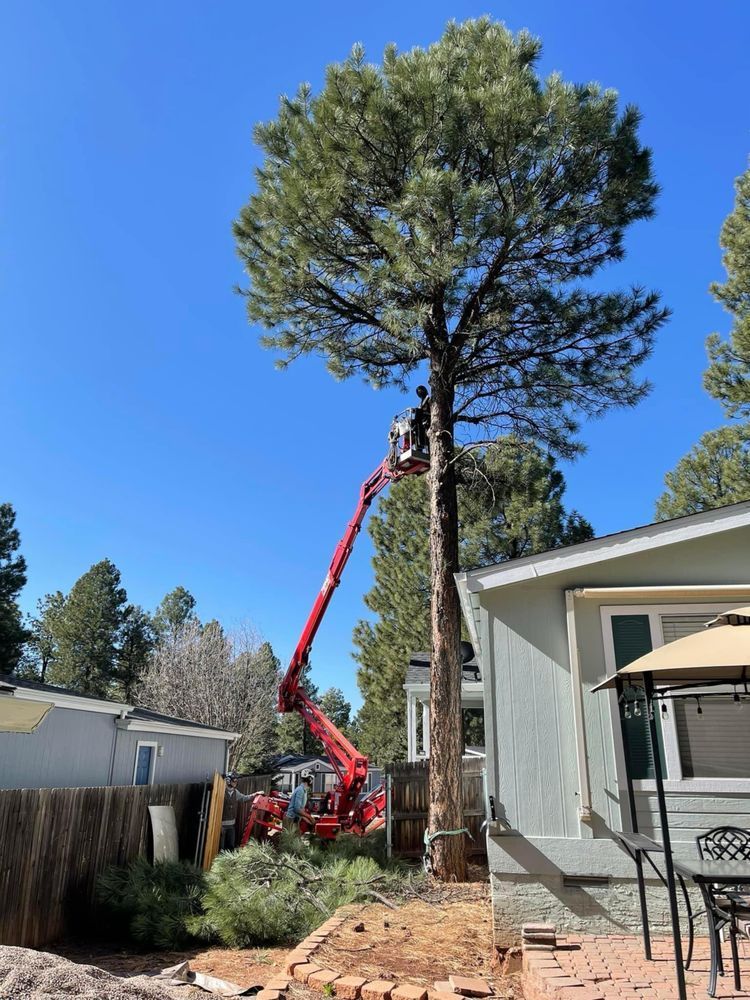 Red crane trimming a tall pine tree beside a house on a sunny day