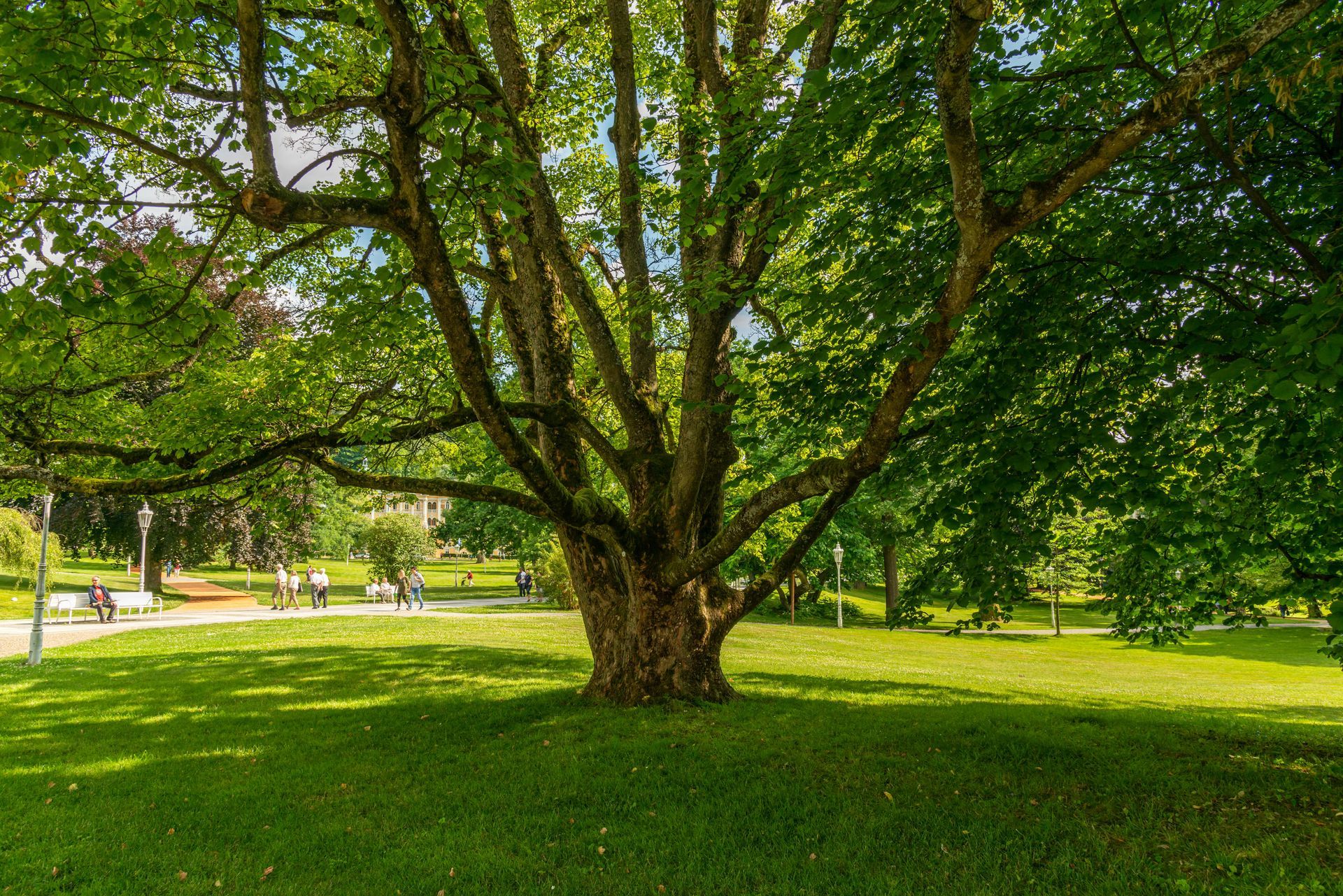 Large leafy tree in a sunlit green park with grass and a walkway in the background