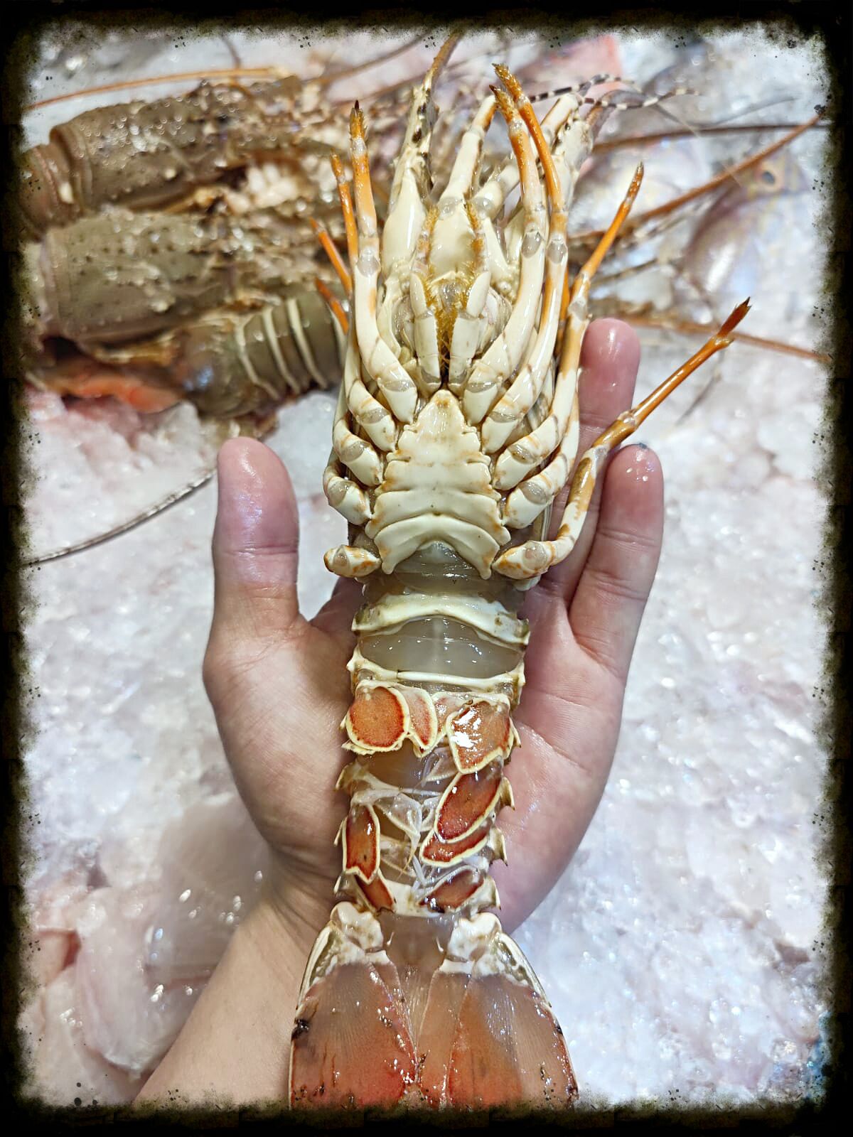 Wild Caught Coral Lobster